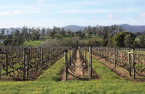 Iron Pot Bay Vineyard