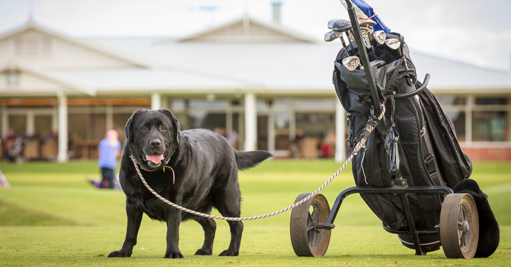 Dogs On Course