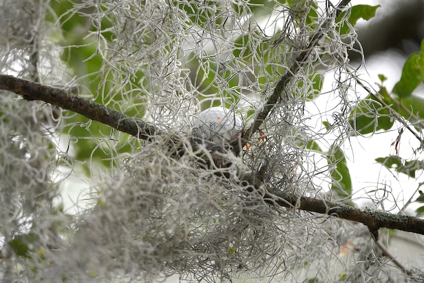 Rules of Golf Review: My ball went into a tree and never came down. Now what?